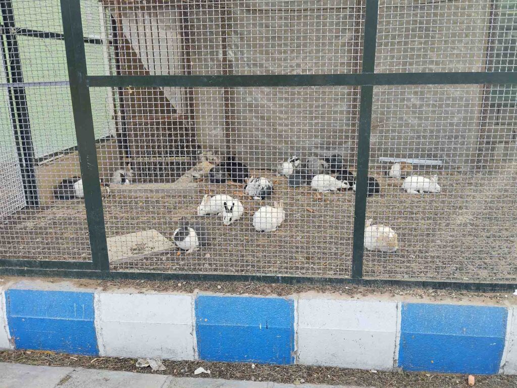 خرگوش در دانشگاه آزاد زنجان